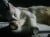 Missing British Shorthair Cat in VIC - Image 1