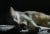 Missing British Shorthair Cat in VIC - Image 2