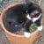 Missing Black & White Kitten --- Beulah Park, SA - Image 1