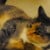 MISSING CAT: MEI MEI: MURRUMBA DOWNS, QLD - Image 1
