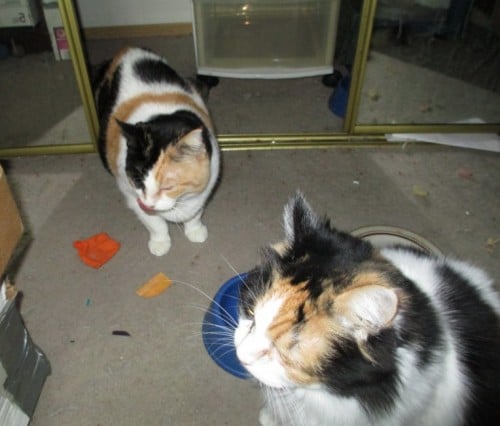 REHOMED! 2 lovely Calico Cats, owner deceased, Seattle, WA 98001 USA