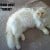 #LOST / #Stolen CAT - Red Point Birman - Sydenham #VIC - Image 1