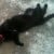#LOST : Black CAT : Huntington Beach #CA 92649 #USA - Image 2