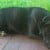 #LOST / #STOLEN - Black Staffy girl with Pups - Laverton #VIC 3028 - Image 2