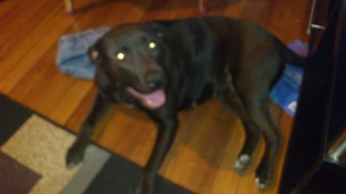 #LOST / #STOLEN – Black Staffy girl with Pups – Laverton #VIC 3028