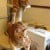 #REHOMED: Striking Ginger Classic Tabby #Kittens - Seguin, #Texas 78155 #USA - Image 1