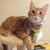 #REHOMED: Striking Ginger Classic Tabby #Kittens - Seguin, #Texas 78155 #USA - Image 2
