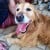 #REUNITED - Golden Retriever #Dog - #Werribee #VIC 3030 - Image 1