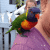 #Found Rainbow Lorikeet #Bird - Cardiff #NSW 2285 - Image 1