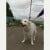 #REUNITED - White Female Lurcher #dog - Glastonbury BA4 4BY #UK - Image 1