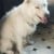 #REUNITED - White Female Lurcher #dog - Glastonbury BA4 4BY #UK - Image 2