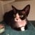 #REHOMED - Devon Rex Female #Cat - GLEN ELLYN, #IL 60137 #USA - Image 2