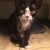 #REHOMED - Devon Rex Female #Cat - GLEN ELLYN, #IL 60137 #USA - Image 1