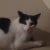 #LOST #Cat in CRAIGIEBURN, #VIC 3064 - Image 1