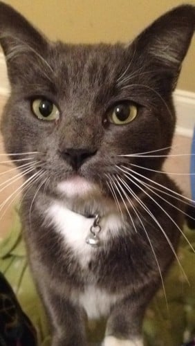#REHOMED Gray Tuxedo #Cat - Hernando 38632 #Mississippi #USA
