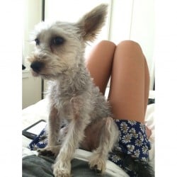 Lost Silky Terrier from Leichhardt NSW