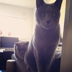 Missing Russian Blue from Woollahra, Sydney’s East