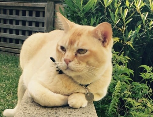 REUNITED – the red #Burmese #Cat, #DoubleBay NSW 2028
