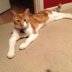 Fred Lost Cat Wordsley Stourbridge UK