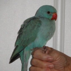 Lost Quaker Parrot Found Croydon Melbourne VIC