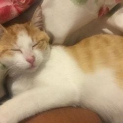 Ginger White Cat Found Craigieburn VIC sleeping