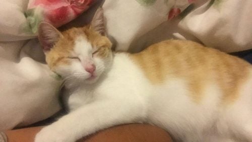 Ginger White Cat Found Craigieburn VIC sleeping