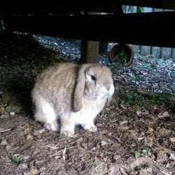 Lost Rabbit Found Mona Vale NSW under house