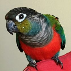 Red Belly Conure