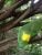 #FindPenne #LOST Green Amazon #Parrot, fled Fire on 2/19/17, #Norwalk #CT 06851 #Connecticut #USA - Image 2