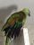 #FindPenne #LOST Green Amazon #Parrot, fled Fire on 2/19/17, #Norwalk #CT 06851 #Connecticut #USA - Image 3
