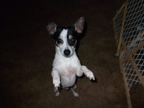 Missing black and white Chihuahua mix Named Rupert stolen