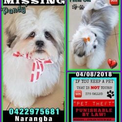 Missing and stolen pets QLD flyer