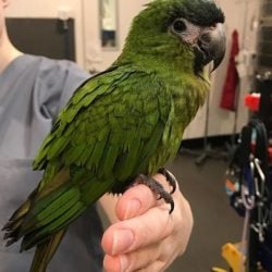 Green Hahns Macaw Parrot Found Marrickville