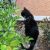 #ADOPT Black and White Male Shorthair #Cat, #Mosman 2088 #NSW - Image 3