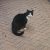 #ADOPT Black and White Male Shorthair #Cat, #Mosman 2088 #NSW - Image 1