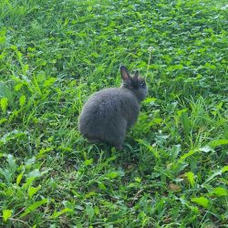 Found Grey Rabbit Cremorne NSW back